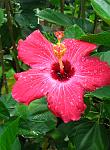 Another Hibiscus